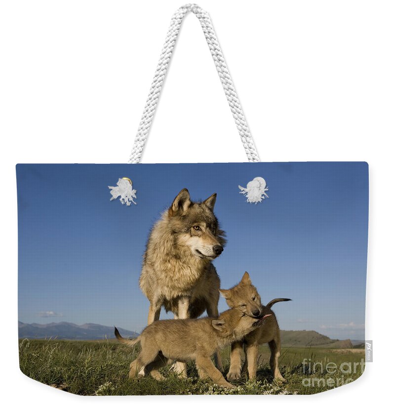 Gray Wolf Weekender Tote Bag featuring the photograph Gray Wolves Playing by Jean-Louis Klein & Marie-Luce Hubert