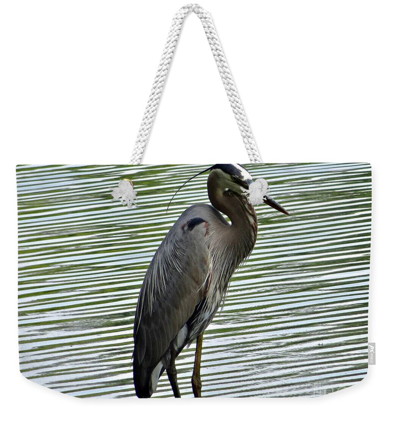3 Star Weekender Tote Bag featuring the photograph Great Blue Heron at Wash. Crossing Park-021 by Christopher Plummer