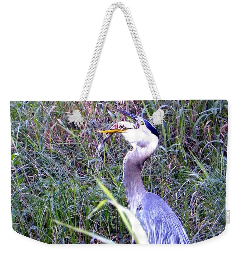Nature Weekender Tote Bag featuring the photograph Great Blue Heron Eating a Fish by Christopher Mercer