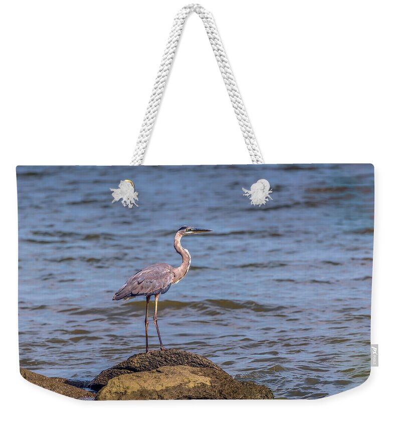 Ardea Herodias Weekender Tote Bag featuring the photograph Great Blue Heron Gaze by Patrick Wolf