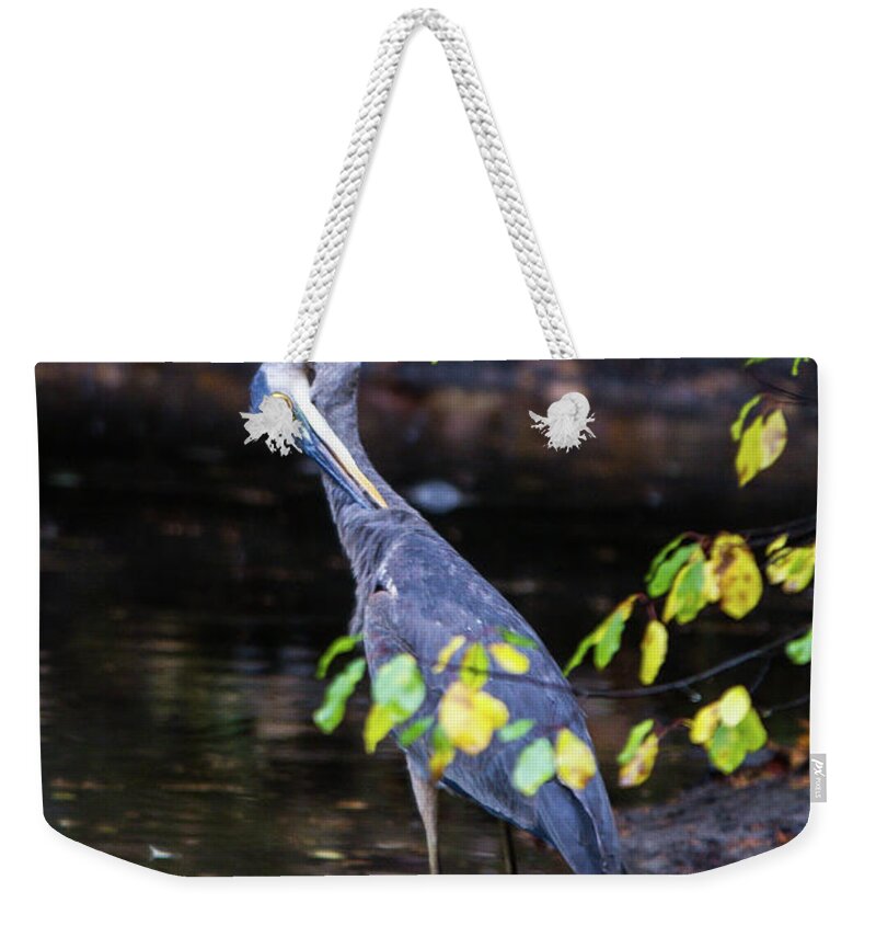 Great Blue Heron Weekender Tote Bag featuring the photograph Great Blue Heron with an itch by Darryl Hendricks