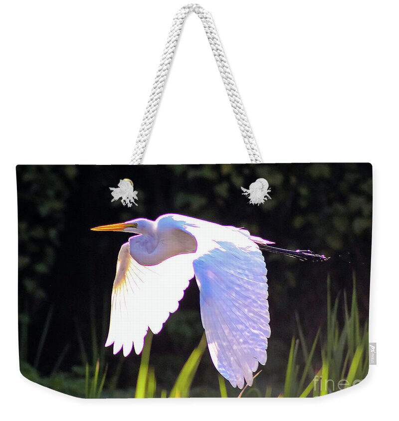 Nature Weekender Tote Bag featuring the photograph Great Egret in Flight - Ardea Alba by DB Hayes
