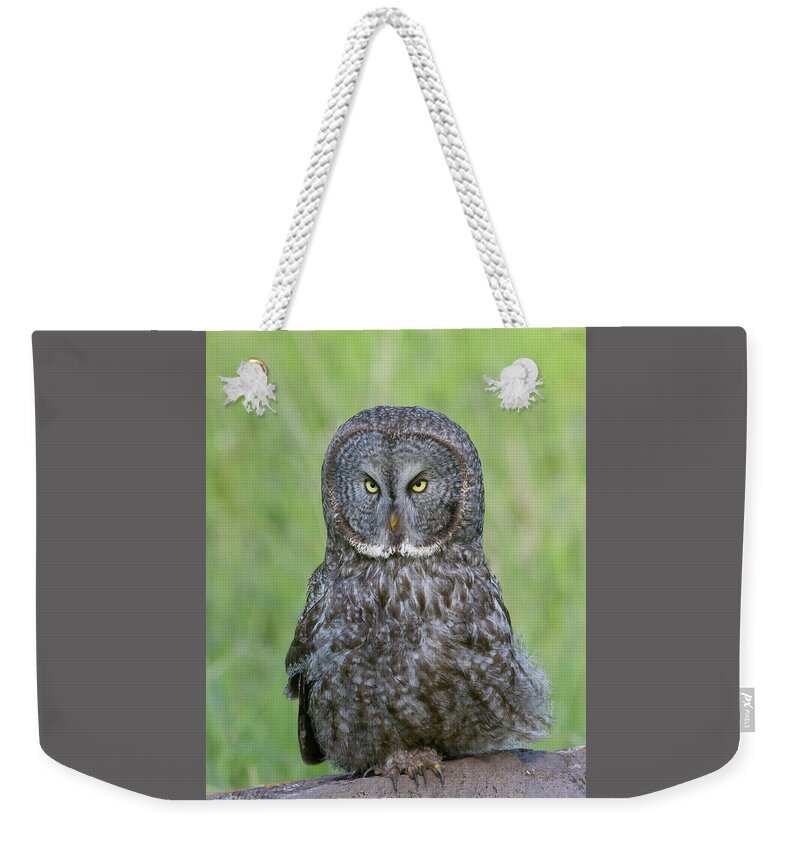 Wild Weekender Tote Bag featuring the photograph Great Gray Intensity by Mark Miller