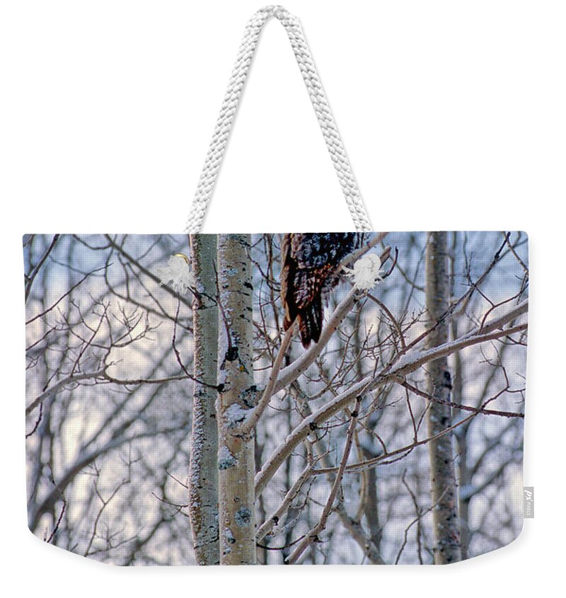 Canada Weekender Tote Bag featuring the photograph Great Grey Owl by Doug Gibbons