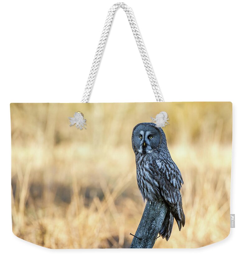Great Grey Perching Weekender Tote Bag featuring the photograph Great Grey Perching by Torbjorn Swenelius
