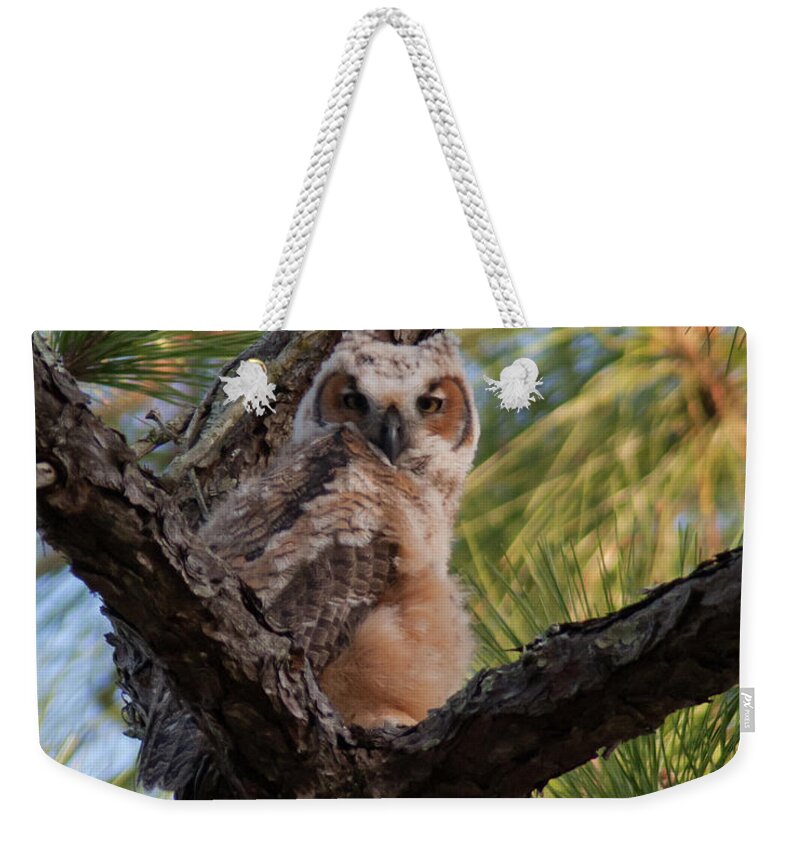 Owl Weekender Tote Bag featuring the photograph Great Horned Owlet by Paul Rebmann