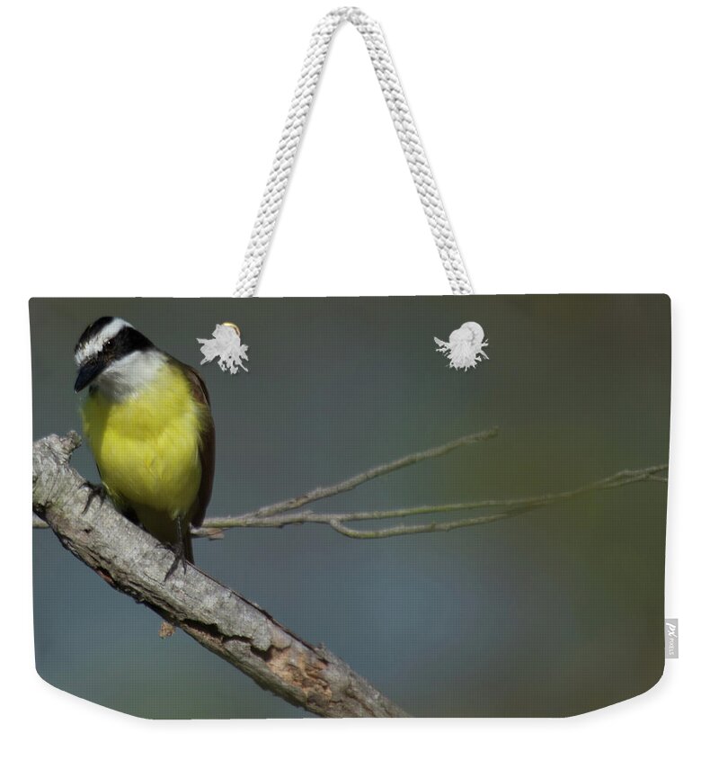 Fly Catcher Weekender Tote Bag featuring the photograph Great Kiskadee by Frank Madia
