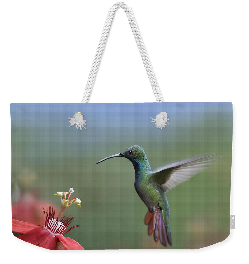 00176926 Weekender Tote Bag featuring the photograph Green Breasted Mango Hummingbird Male by Tim Fitzharris