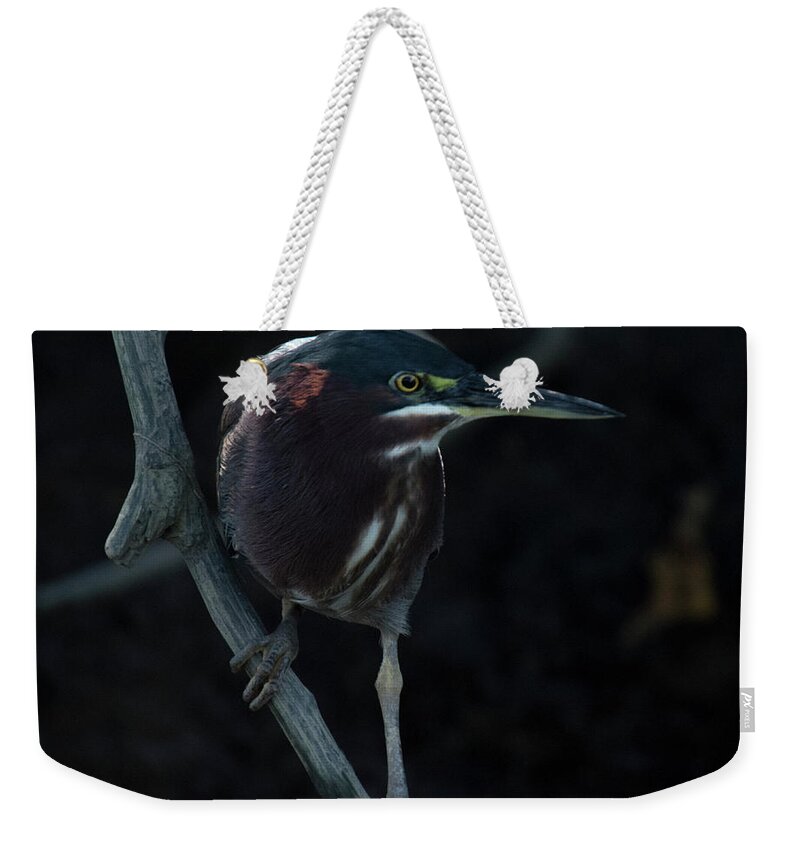 Green Heron Weekender Tote Bag featuring the photograph Green Heron by Jessica Levant