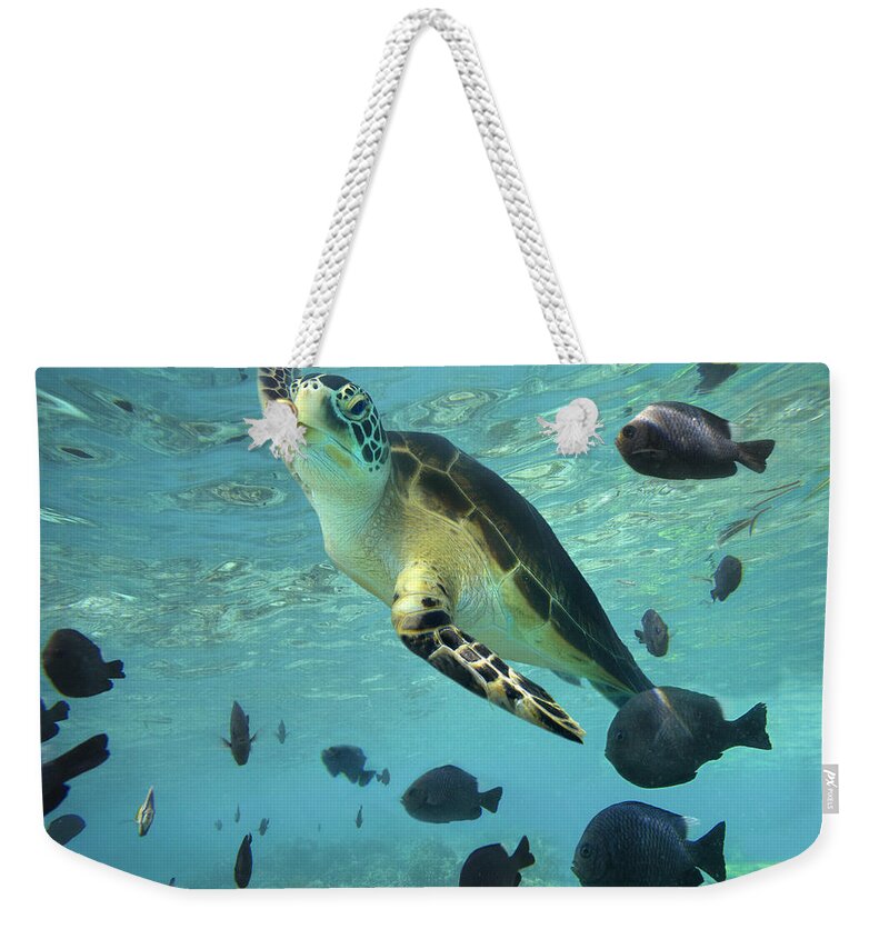 00451420 Weekender Tote Bag featuring the photograph Green Sea Turtle Balicasag Island by Tim Fitzharris