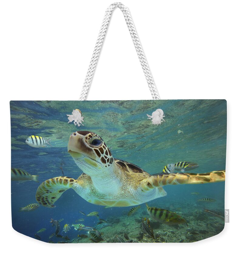 00451418 Weekender Tote Bag featuring the photograph Green Sea Turtle Swimming by Tim Fitzharris