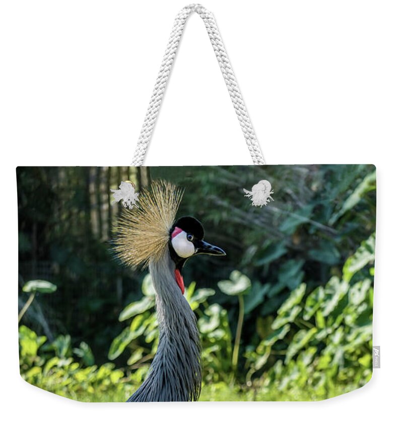 Gulf Weekender Tote Bag featuring the photograph Grey Crowned Crane Gulf Shores Al 2023 by Ricardos Creations