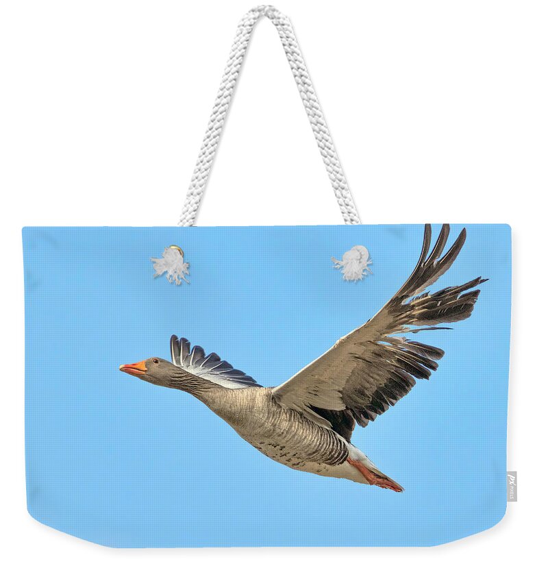 Goose Weekender Tote Bag featuring the photograph Greylag Goose by Nadia Sanowar