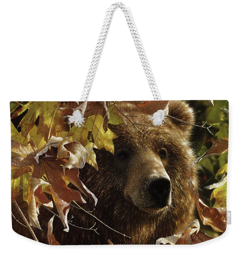 Bear Painting Weekender Tote Bag featuring the painting Grizzly Bear - Legend of the Fall by Collin Bogle
