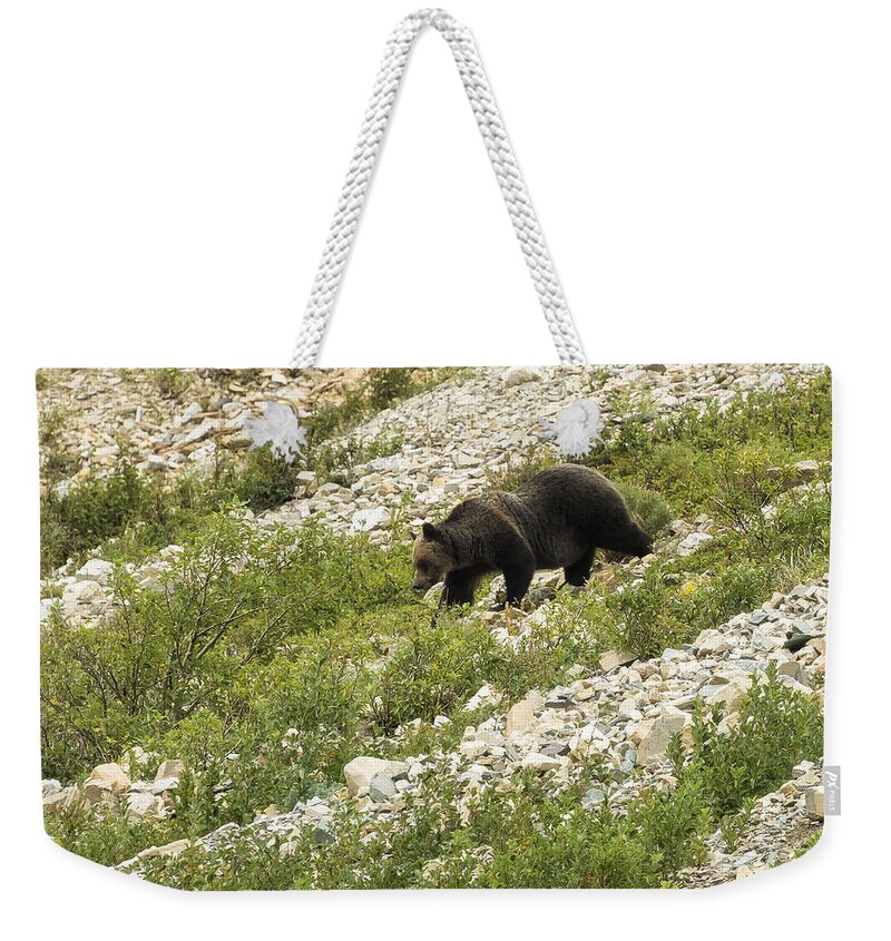 Grizzly Weekender Tote Bag featuring the photograph Grizzly Bear Nearing the Bottom of the Mountain No. 2 by Belinda Greb