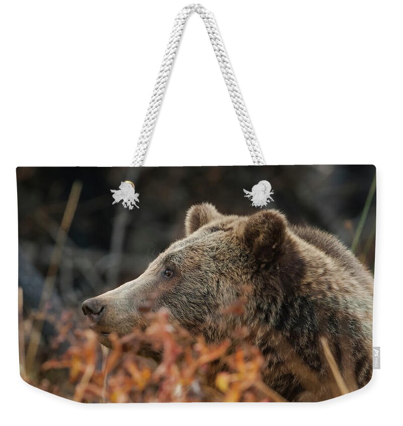 Mark Miller Photos Weekender Tote Bag featuring the photograph Grizzly Bear Portrait in Fall by Mark Miller