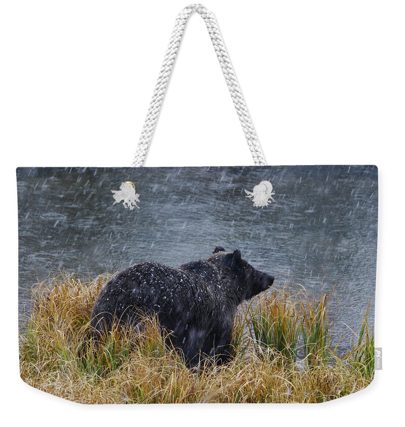 Grizzly Weekender Tote Bag featuring the photograph Grizzly in Falling Snow by Mark Miller