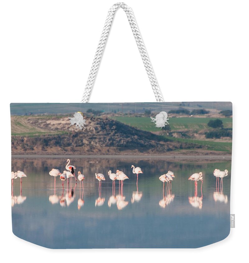 Flamingo Weekender Tote Bag featuring the photograph Group of beautiful flamingo birds by Michalakis Ppalis