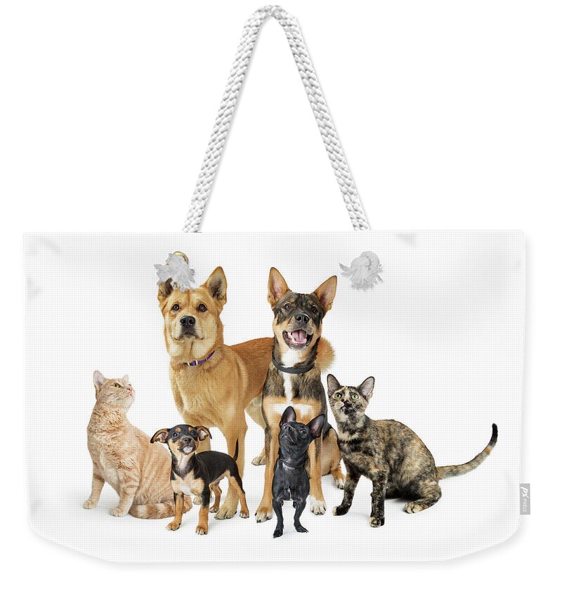 Group Weekender Tote Bag featuring the photograph Group of Cats and Dogs Looking Up on White by Good Focused