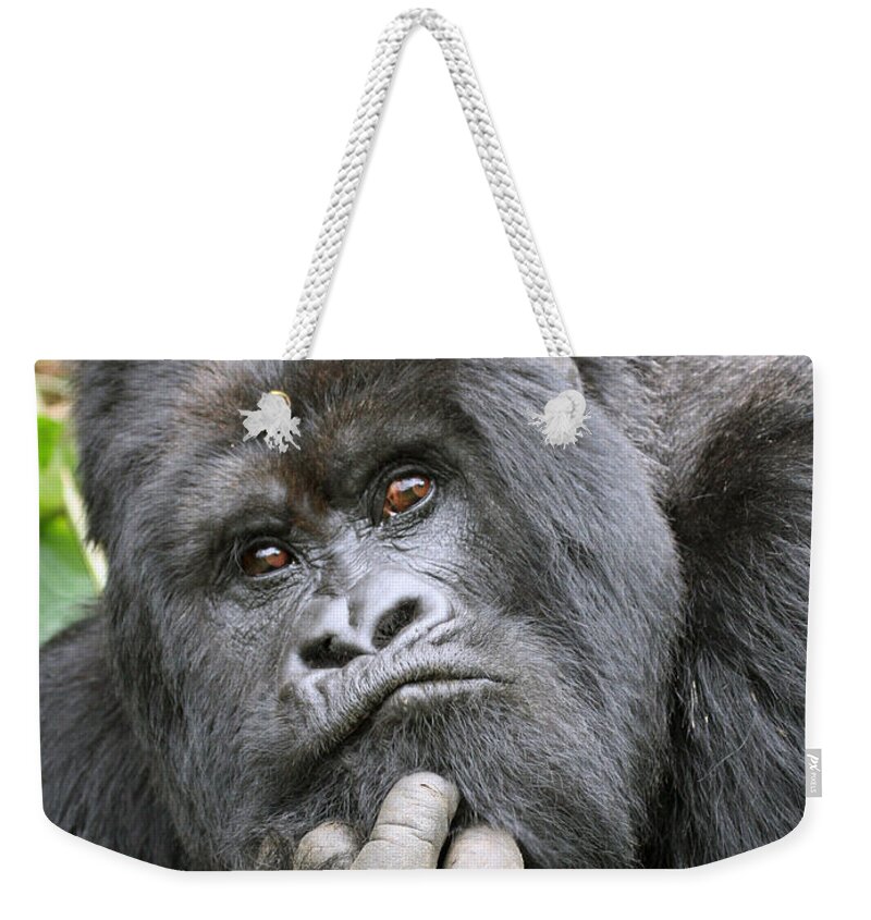 Mountain Gorilla Weekender Tote Bag featuring the photograph Guhonda by David Beebe