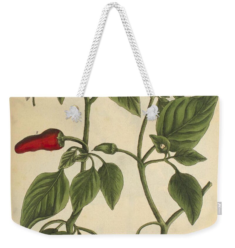 Science Weekender Tote Bag featuring the photograph Guinea Pepper, Medicinal Plant, 1737 by Science Source