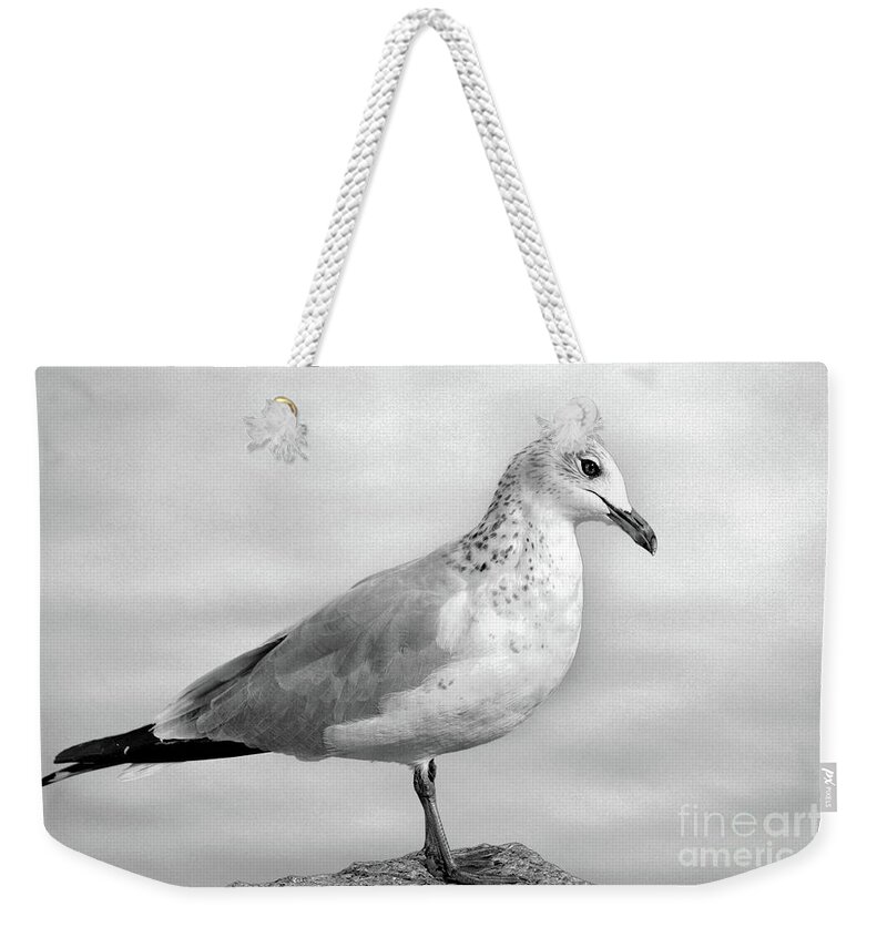 Black And White Weekender Tote Bag featuring the digital art Gull Standing on Rock by Dianne Morgado