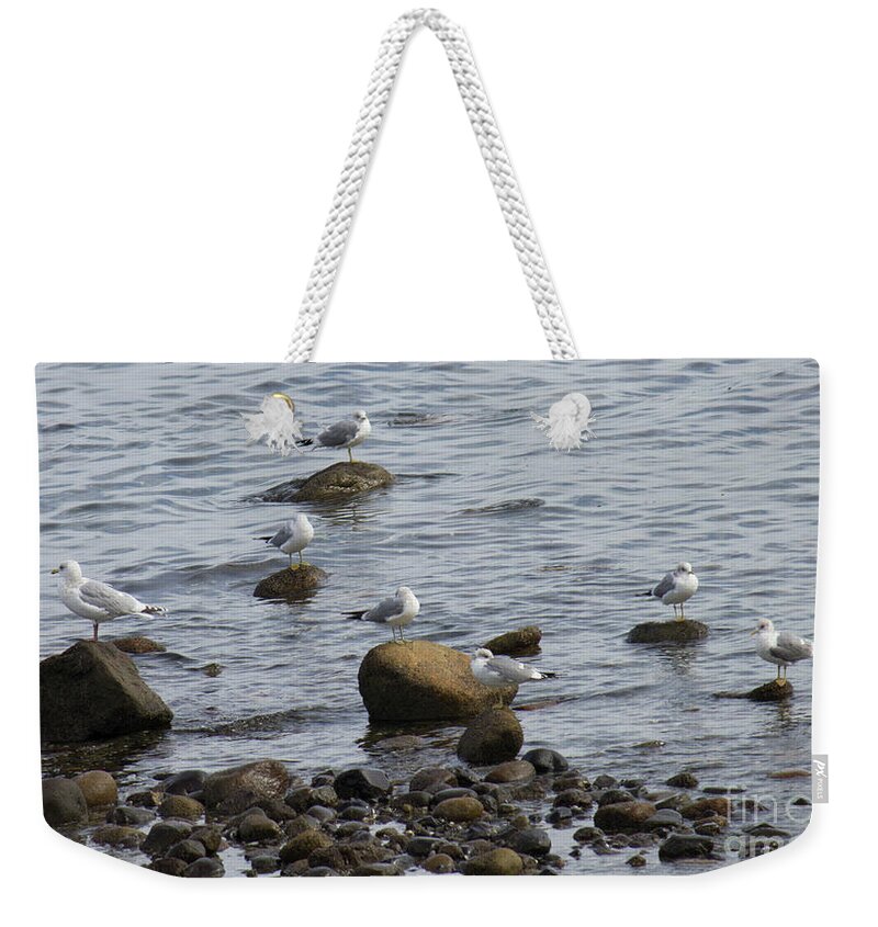 Gulls Weekender Tote Bag featuring the photograph Gulls Resting by Donna L Munro