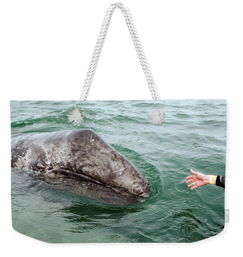 Whales Weekender Tote Bag featuring the photograph Hand across the waters by David Shuler