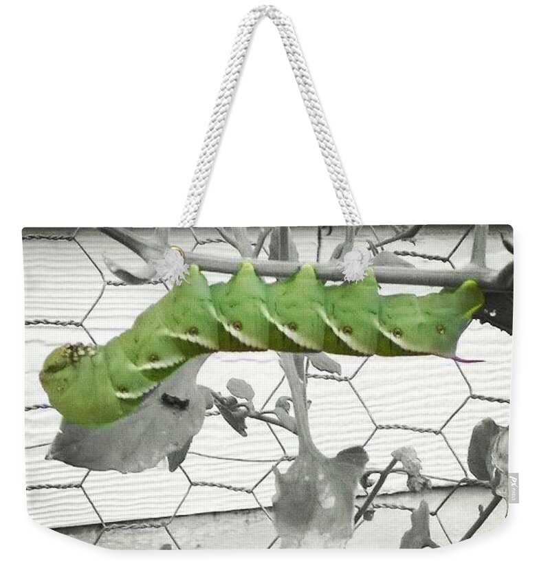 Tomato Worm Weekender Tote Bag featuring the photograph Hang in there caterpillar by Kari Myres