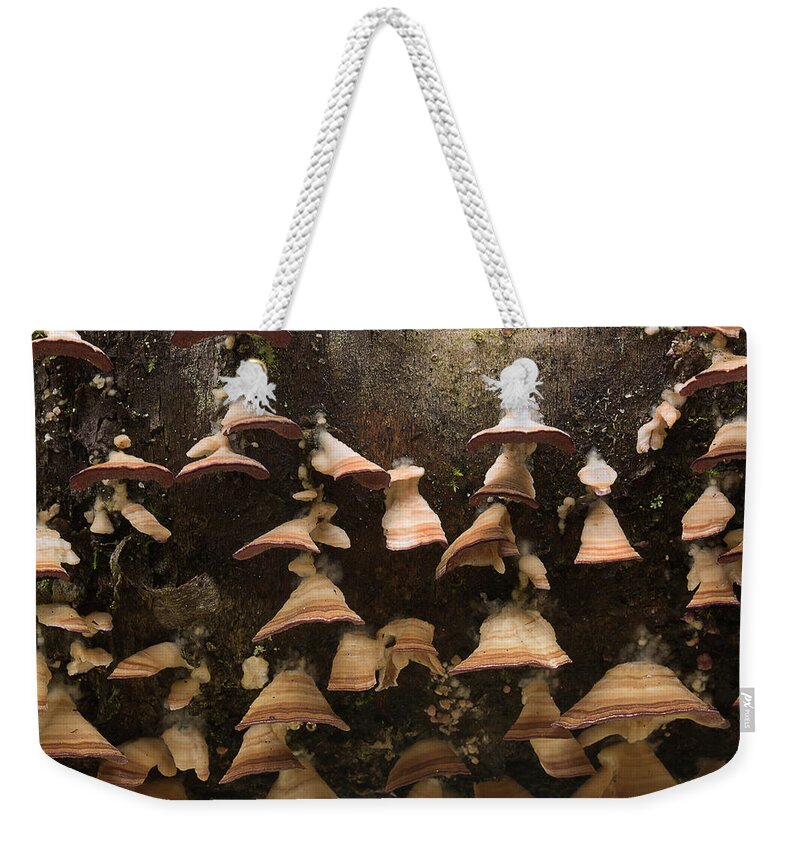 Fungus Weekender Tote Bag featuring the photograph Hanging On by Mike Eingle