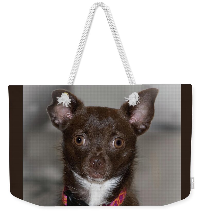 Dog Weekender Tote Bag featuring the photograph Hannah 3 by Richard Goldman