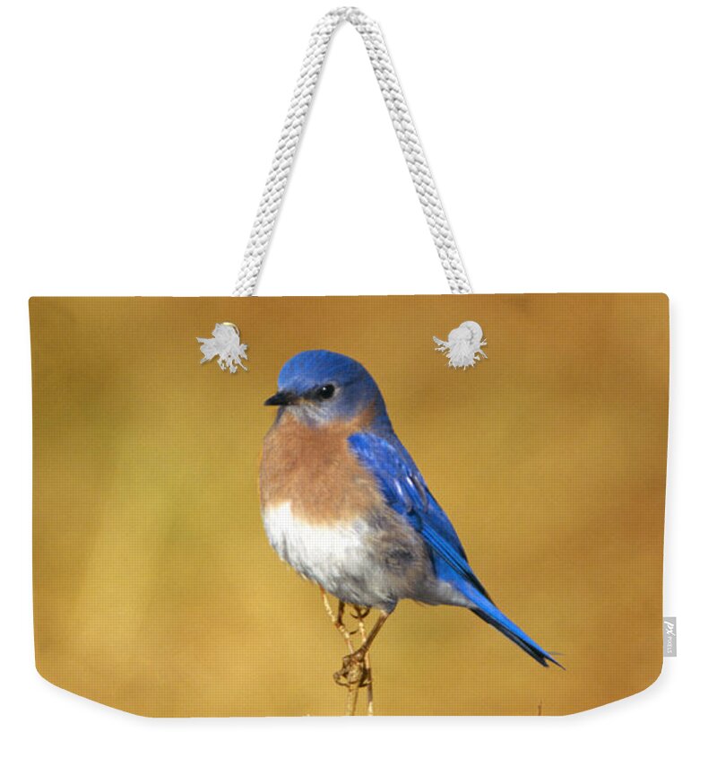 Bird Weekender Tote Bag featuring the photograph Happy Blue Bird by John Harmon