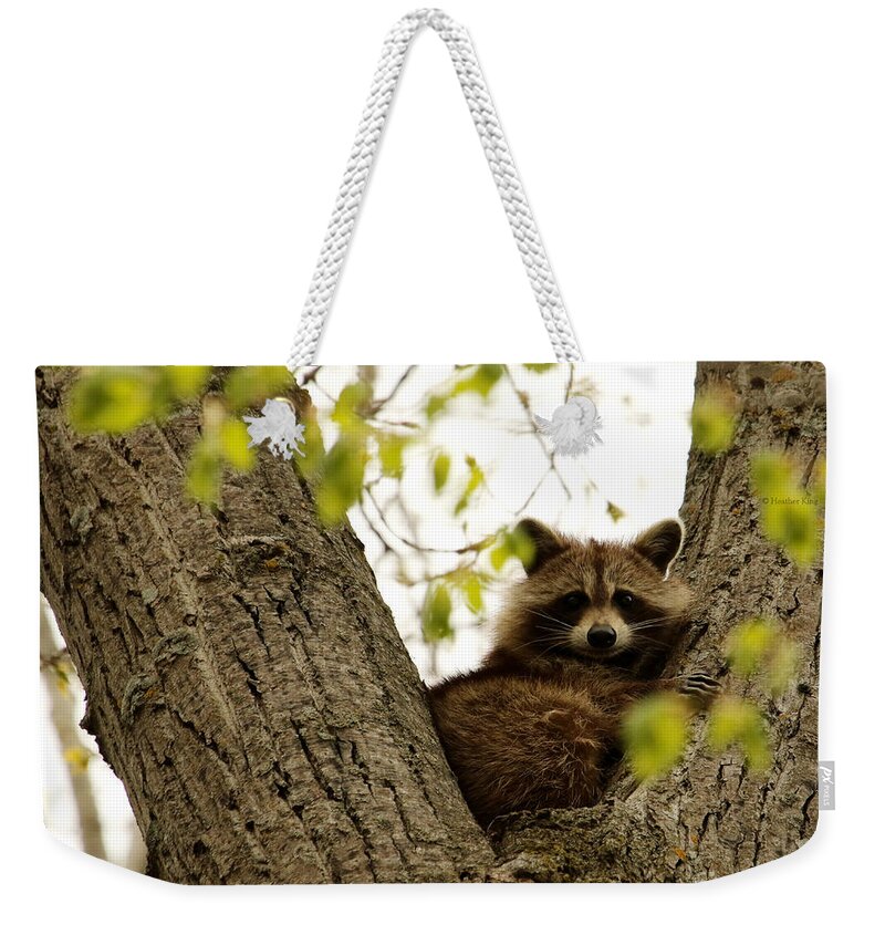 Raccoon Weekender Tote Bag featuring the photograph Happy in her hideout by Heather King
