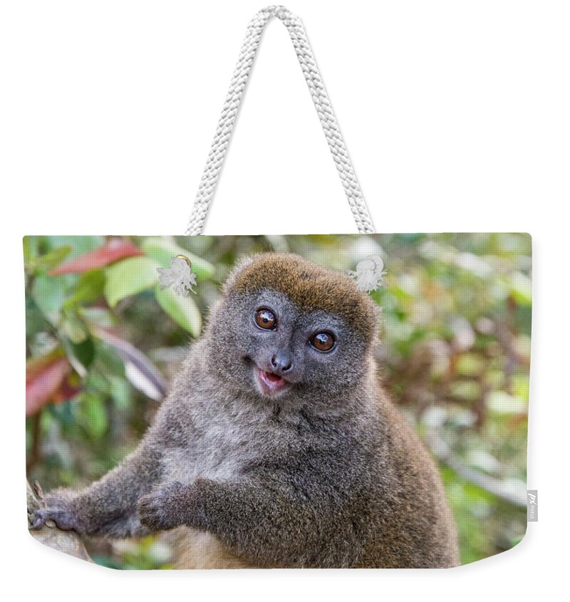 Lemur Weekender Tote Bag featuring the photograph Happy to See You by Alex Lapidus