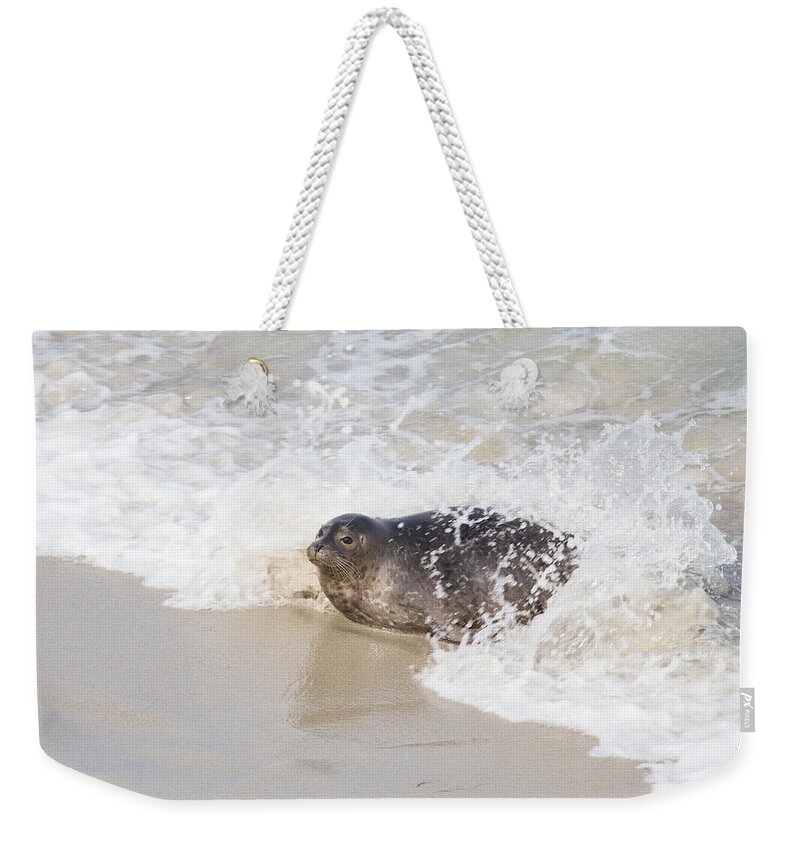 La Jolla Weekender Tote Bag featuring the photograph Harbor Seal by Paul Schultz