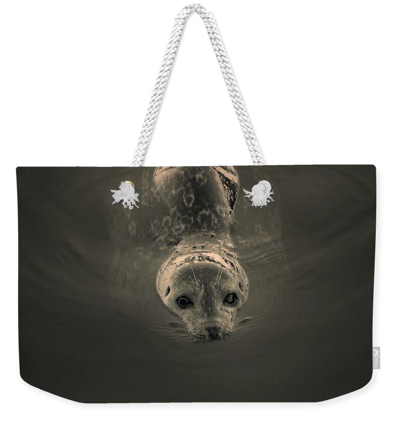 Seal Weekender Tote Bag featuring the photograph Harbor Seal V BW SQ Toned by David Gordon