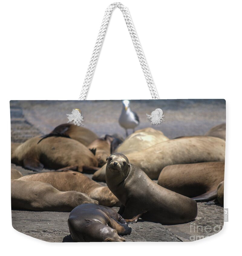 Harbors Seals Weekender Tote Bag featuring the photograph Harbor Seals - Monterey by John Greco