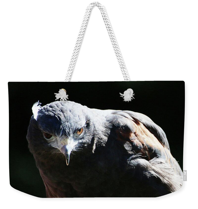 Bird Weekender Tote Bag featuring the photograph Harris Hawk Portrait by William Selander