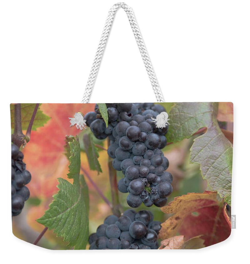 Grapes Weekender Tote Bag featuring the photograph Harvest time by Patricia Dennis