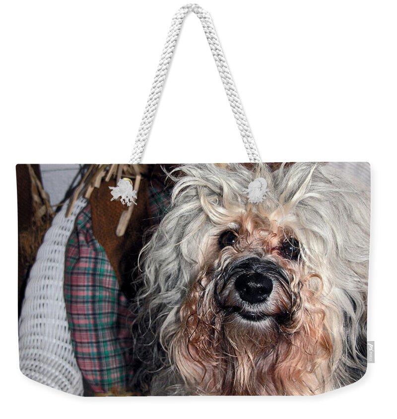 Havanese Dog Weekender Tote Bag featuring the photograph Havanese cutie by Sally Weigand