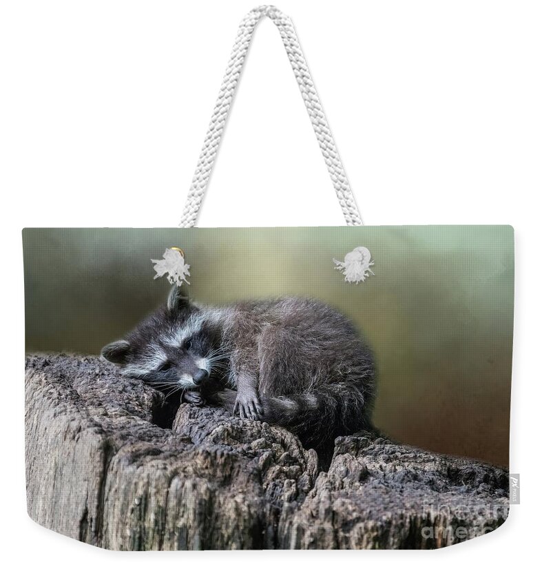 Raccoon Weekender Tote Bag featuring the photograph Having a Rest by Eva Lechner