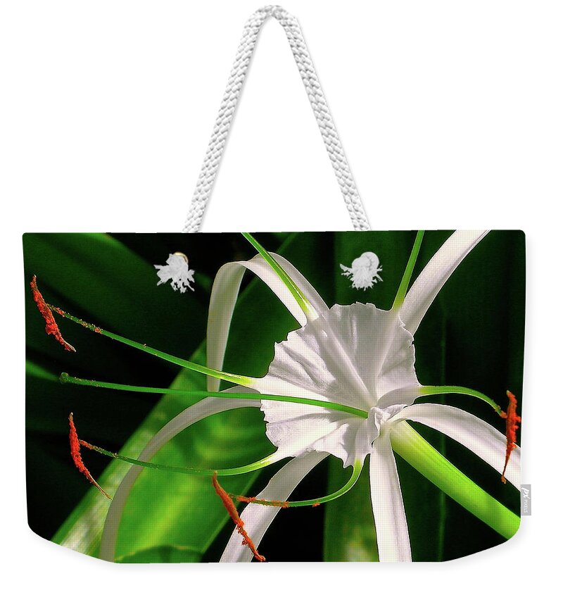 Crinum Asiaticum Weekender Tote Bag featuring the photograph A Delicate Flower by James Temple