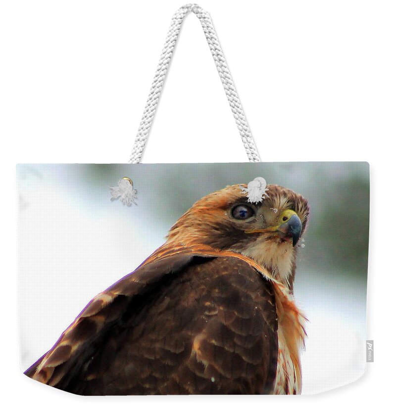 Hawk Weekender Tote Bag featuring the photograph Hawk by Bruce Patrick Smith