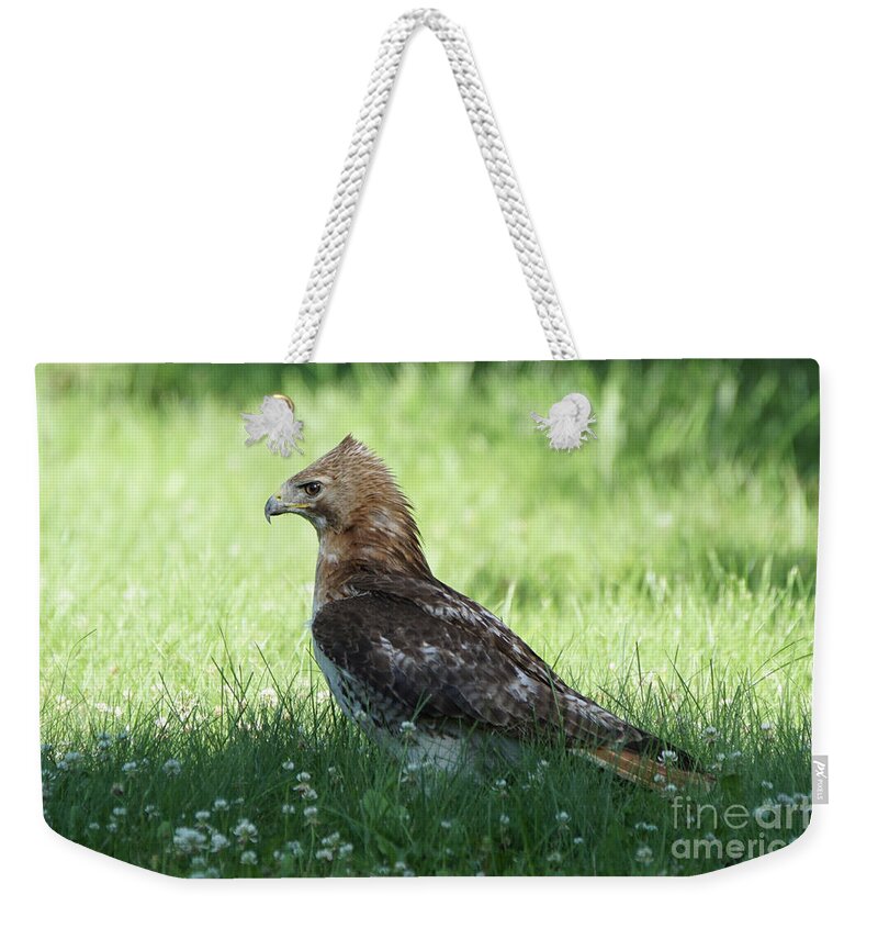 Hawk Weekender Tote Bag featuring the photograph Hawk on the Ground 1 - Tight Grip on Dinner by Robert Alter Reflections of Infinity