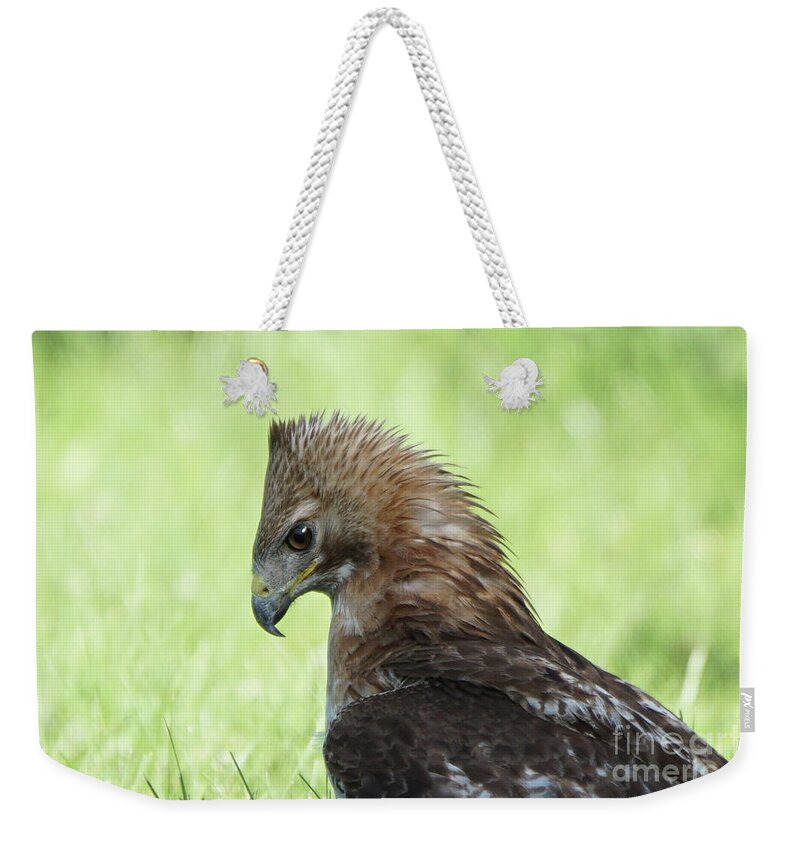 Hawk Weekender Tote Bag featuring the photograph Hawk on the Ground 2 - Contemplating Dinner by Robert Alter Reflections of Infinity