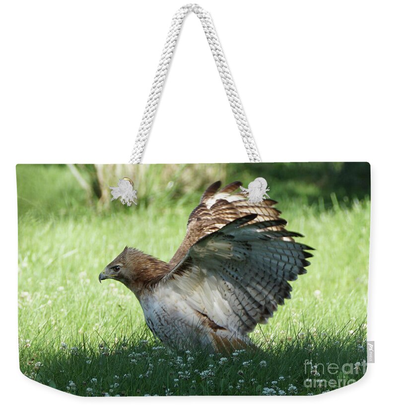 Hawk Weekender Tote Bag featuring the photograph Hawk on the Ground 3 by Robert Alter Reflections of Infinity