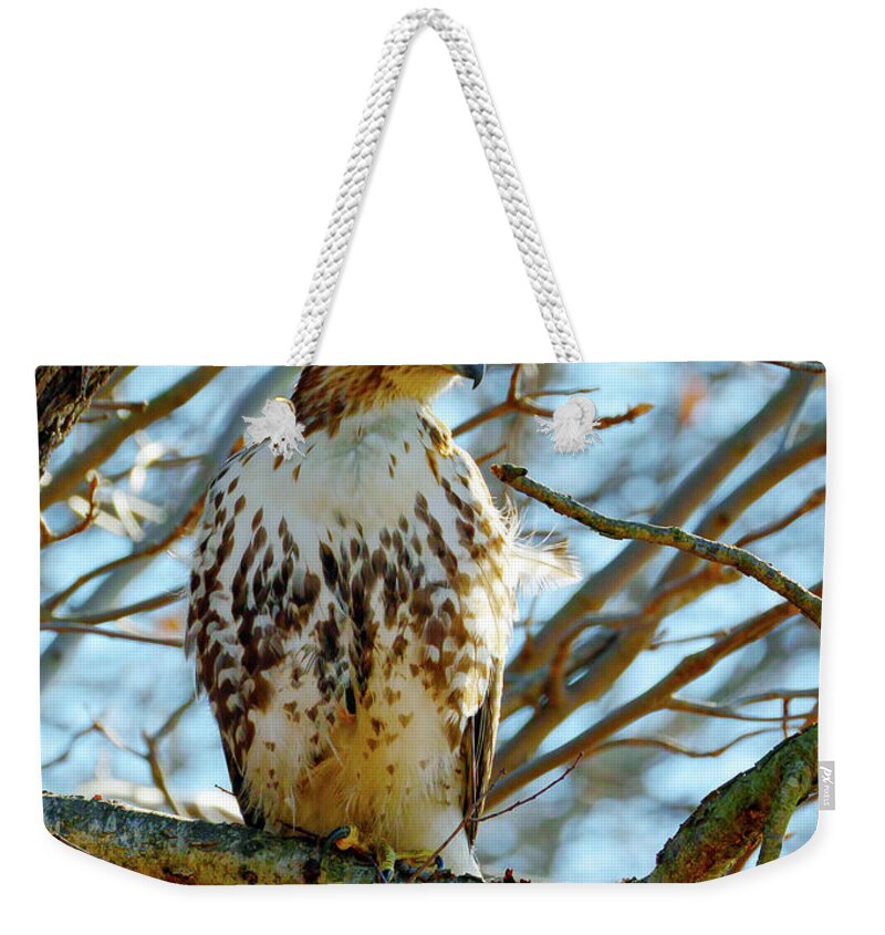 Birds Weekender Tote Bag featuring the photograph Hawk by Paul Ross