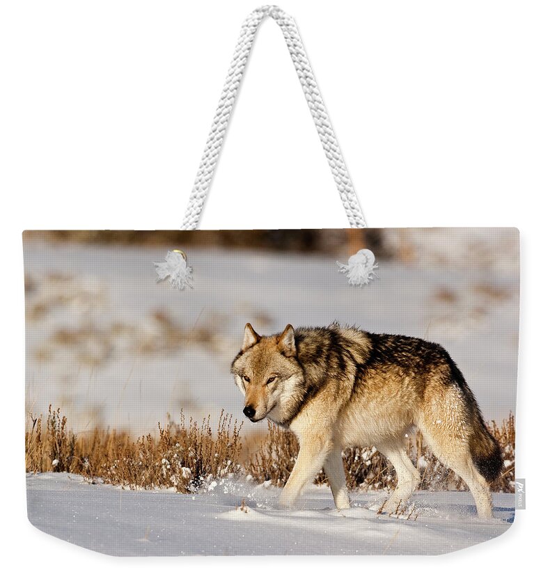 Wolf Weekender Tote Bag featuring the photograph Hayden Pack 541M by Mark Miller
