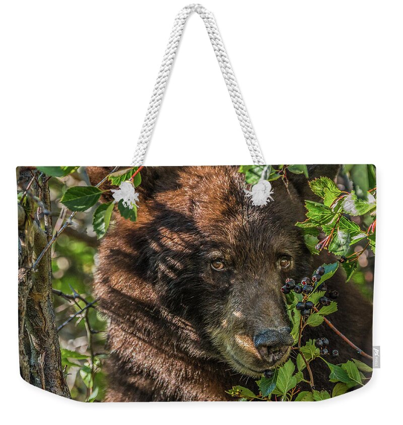 Black Bear Weekender Tote Bag featuring the photograph He Was Hiding In A Tree by Yeates Photography