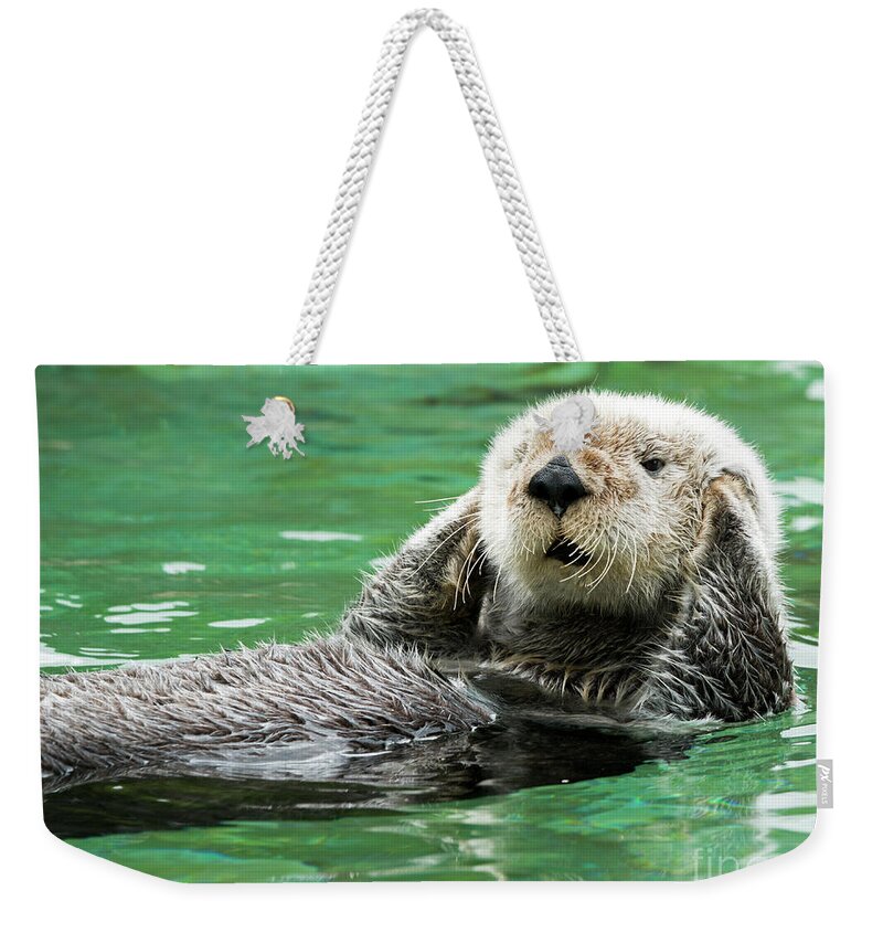 Sea Otter Weekender Tote Bag featuring the photograph Hear No Evil by Michael Dawson